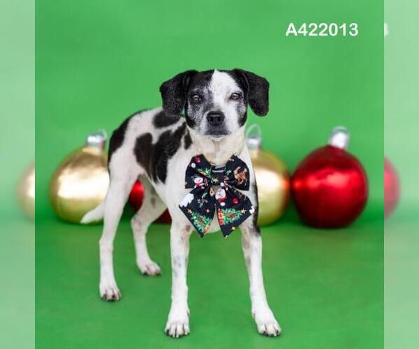 Medium Photo #2 Beagle-Unknown Mix Puppy For Sale in Conroe, TX, USA