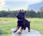 Small #7 German Shepherd Dog