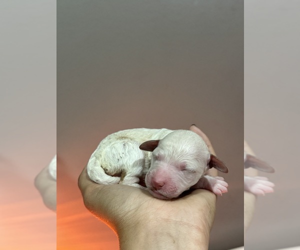 Medium Photo #5 Poodle (Standard) Puppy For Sale in LONGMONT, CO, USA