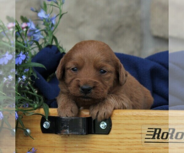 View Ad: Labradoodle-Poodle (Miniature) Mix Puppy for Sale ...