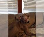 Small Photo #1 Weimaraner Puppy For Sale in DAVENPORT, IA, USA