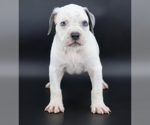 American Bully Puppy for sale in CHAMPAIGN, IL, USA