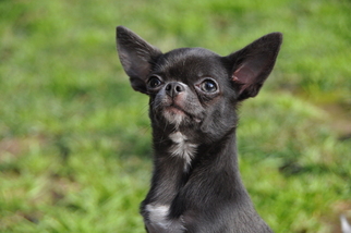 Chihuahua Puppy for sale in RESEDA, CA, USA