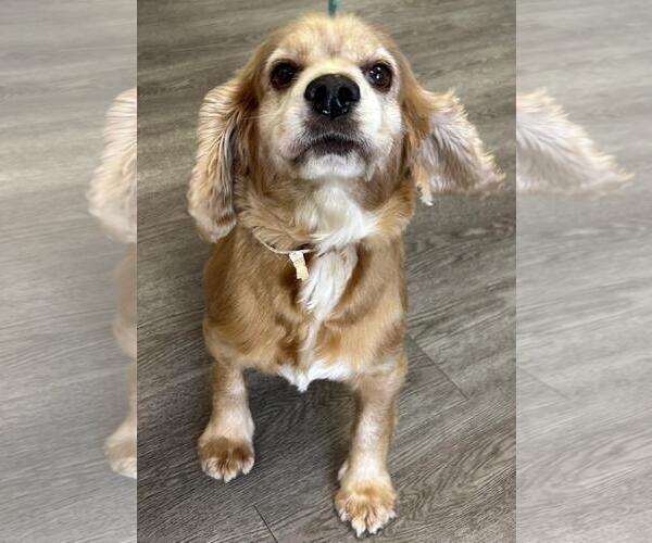 Medium Photo #6 Cocker Spaniel Puppy For Sale in Westminster, MD, USA