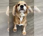 Small #5 Cocker Spaniel