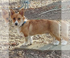 Mutt Dogs for adoption in Denver , CO, USA