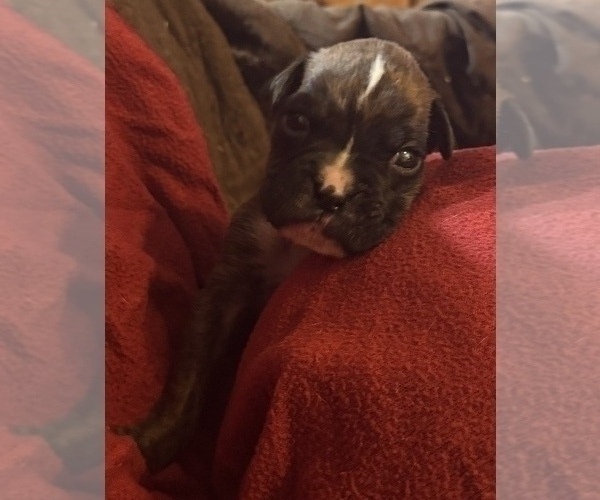 Medium Photo #2 Boxer Puppy For Sale in LANSING, MI, USA