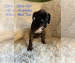 Puppy Blue Girl Boxer