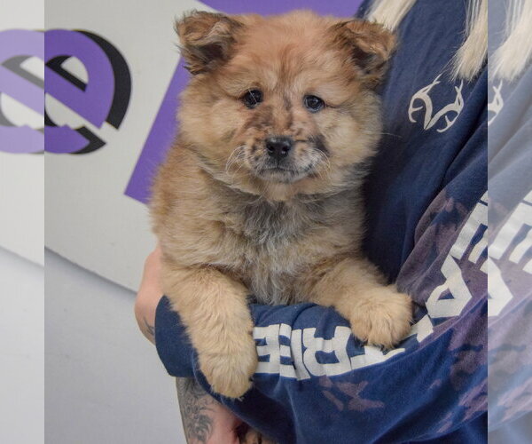 Medium Photo #2 Chow Chow-Unknown Mix Puppy For Sale in Huntley, IL, USA