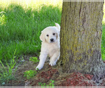 Small #1 English Cream Golden Retriever