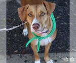Small Retriever  Mix