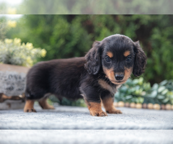 Medium Photo #12 Dachshund Puppy For Sale in GOSHEN, OH, USA