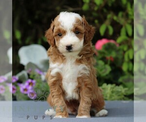 Goldendoodle (Miniature) Puppy for sale in EAST EARL, PA, USA