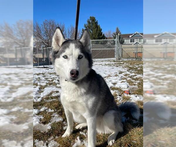 Medium Photo #1 Siberian Husky Puppy For Sale in Ogden, UT, USA