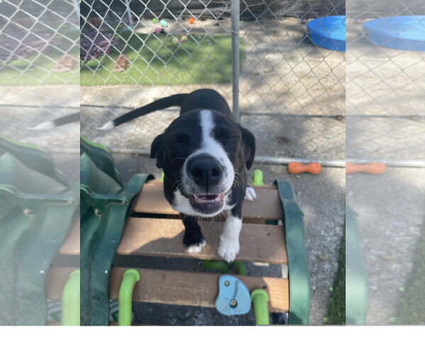 Medium Photo #1 Border Collie-Unknown Mix Puppy For Sale in Tracy City, TN, USA