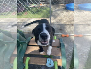 Border Collie-Unknown Mix Dogs for adoption in Tracy City, TN, USA