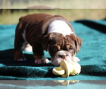 Small Photo #3 Bulldog Puppy For Sale in MONUMENT, CO, USA