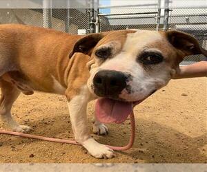 American Pit Bull Terrier Dogs for adoption in Martinez, CA, USA