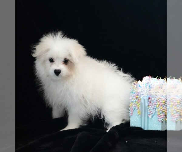 Medium Photo #6 Maltipom Puppy For Sale in ROCK VALLEY, IA, USA
