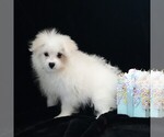 Small #5 Maltipom