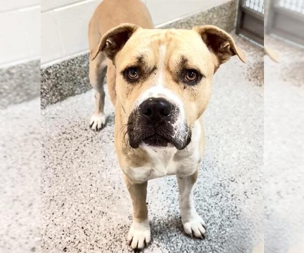 Medium Photo #2 American Pit Bull Terrier Puppy For Sale in Houston, TX, USA