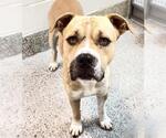 Small #1 American Pit Bull Terrier