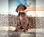 Small Photo #33 Great Dane Puppy For Sale in TUSCUMBIA, AL, USA