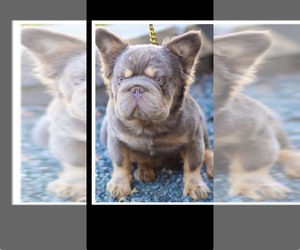 Father of the French Bulldog puppies born on 03/13/2026
