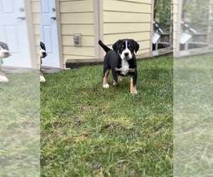 Greater Swiss Mountain Dog Puppy for sale in JACKSONVILLE, OR, USA