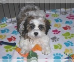 Small Photo #13 Shih-Poo Puppy For Sale in ORO VALLEY, AZ, USA