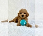 Small #2 Goldendoodle (Miniature)