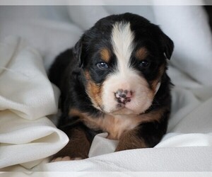 Bernese Mountain Dog Puppy for sale in FREDERICKSBG, OH, USA