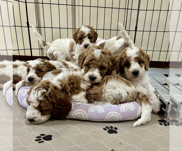 Medium Photo #4 Goldendoodle Puppy For Sale in SHERMAN, TX, USA