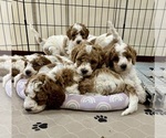 Small #3 Goldendoodle