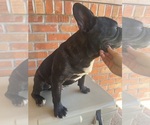 Small #1 French Bulldog