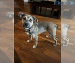 Small #2 Labrador Retriever Mix