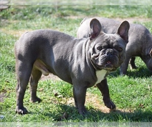 Mother of the French Bulldog puppies born on 02/12/2024