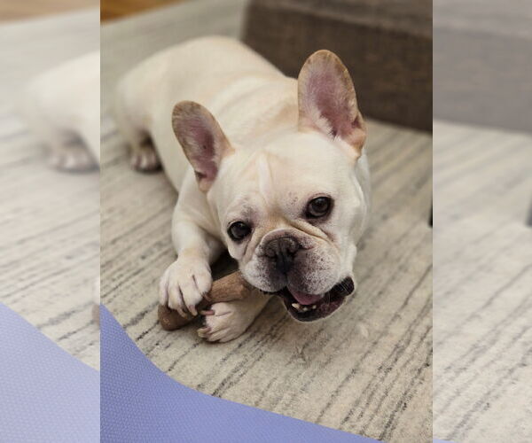 Medium Photo #7 French Bulldog Puppy For Sale in St. Louis Park, MN, USA
