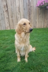 Mother of the Golden Retriever puppies born on 07/08/2018