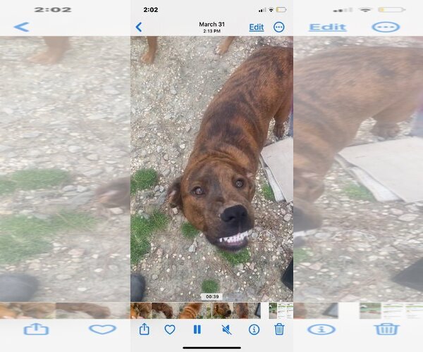 Medium Photo #1 Mutt Puppy For Sale in Holly Springs, NC, USA