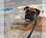 Small #2 Boxer