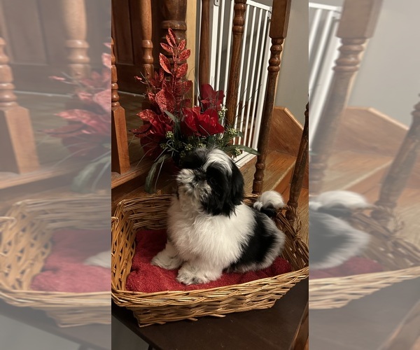 Medium Photo #4 Shih Tzu Puppy For Sale in BRIDGETON, NJ, USA