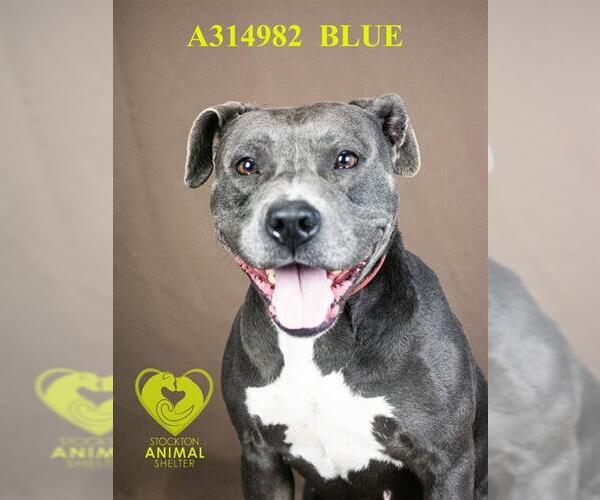 Medium Photo #2 Mutt Puppy For Sale in Stockton, CA, USA