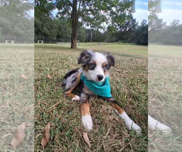 Medium Photo #1 Miniature Australian Shepherd Puppy For Sale in TAYLORSVILLE, MS, USA
