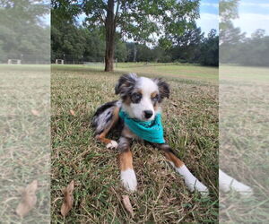 Miniature Australian Shepherd Puppy for sale in TAYLORSVILLE, MS, USA