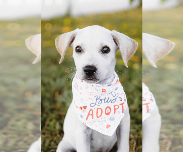 Medium Photo #2 Labbe Puppy For Sale in Princeton, MN, USA