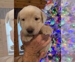 Small Photo #12 Labrador Retriever Puppy For Sale in LEASBURG, MO, USA