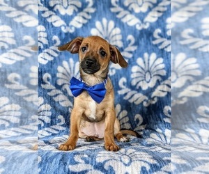 Jack Chi-Poodle (Miniature) Mix Puppy for sale in LINCOLN UNIVERSITY, PA, USA