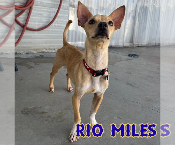 Medium Photo #12 Dachshund-Unknown Mix Puppy For Sale in San Antonio, TX, USA