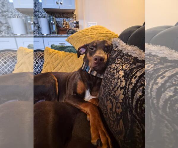 Medium Photo #1 Doberman Pinscher Puppy For Sale in Minneaoplis, MN, USA